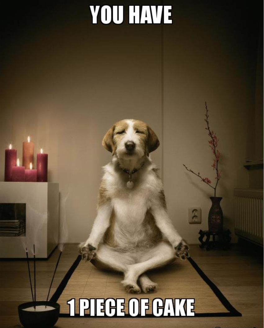 The Meditating Dog